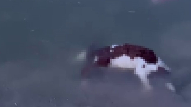 Baraj taştı, sular köye ulaştı, suya düşen buzağı kurtarılamadı