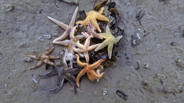 İzmit Körfezi'nden 1,8 milyon metreküp çamur çıkarıldı, deniz canlıları geri döndü