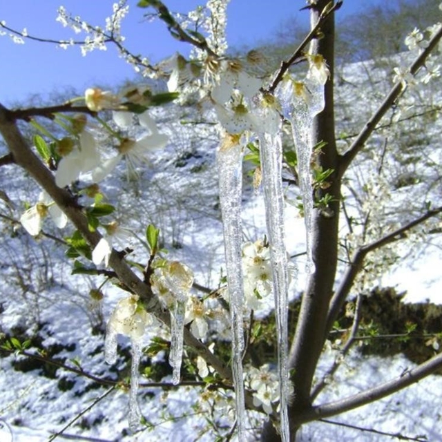 Bayburt'ta zirai don tehlikesi devam ediyor