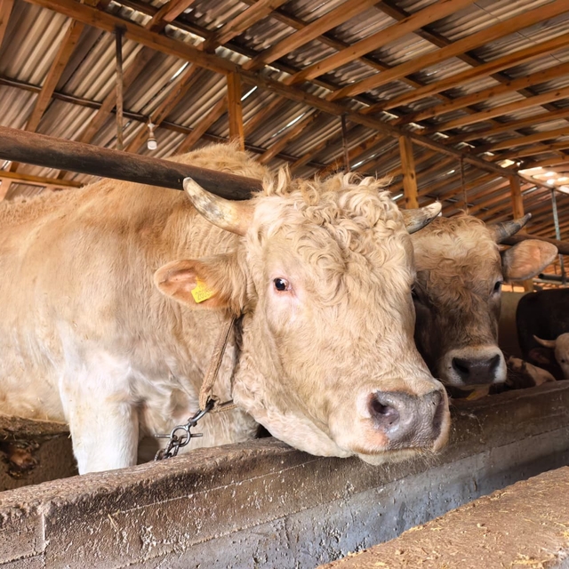 Tonluk 'Paşa' 500 bin lira