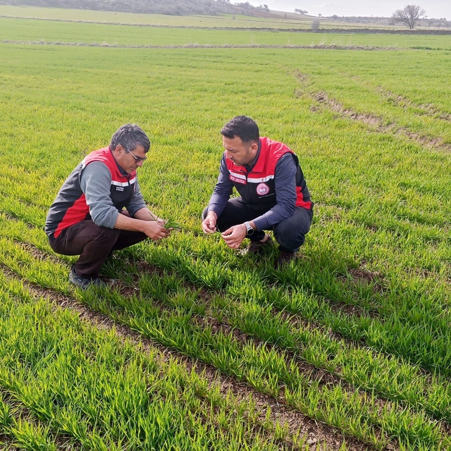 Tomarza'da zirai don uyarısı sonrası saha kontrolleri devam ediyor