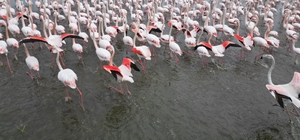 Eber Gölü'nde görsel şölen: Flamingolar renkli görüntüler oluşturdu