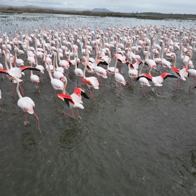 Eber Gölü'nde görsel şölen: Flamingolar renkli görüntüler oluşturdu