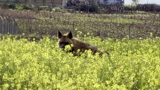 Çizgili sırtlan sarıçiçekler arasında görüntülendi
