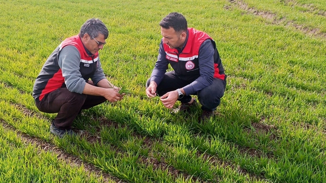 Tomarza'da zirai don uyarısı sonrası saha kontrolleri devam ediyor