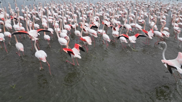 Eber Gölü'nde görsel şölen: Flamingolar renkli görüntüler oluşturdu