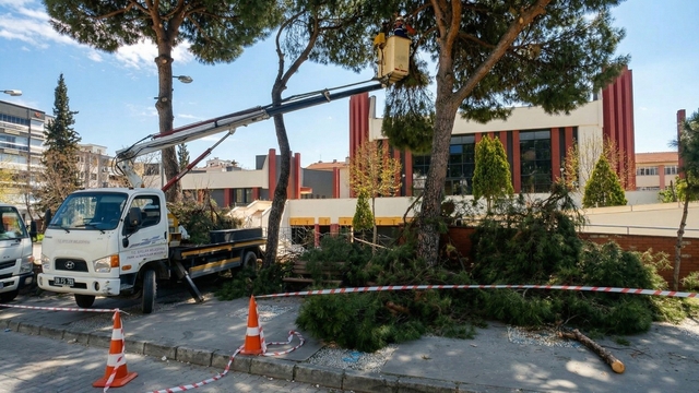 Efeler'de yüksek çam ağaçları bakıma alındı