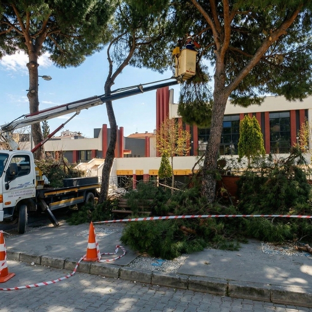 Efeler'de yüksek çam ağaçları bakıma alındı