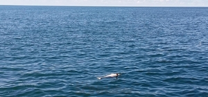 Karadeniz Ereğli'de sahilde ölü yunus bulundu