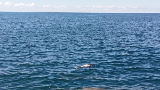 Karadeniz Ereğli'de sahilde ölü yunus bulundu