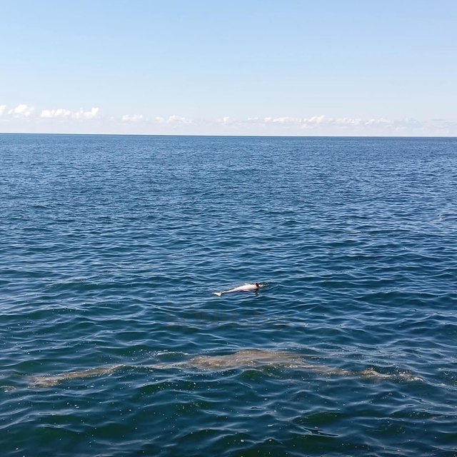 Karadeniz Ereğli'de sahilde ölü yunus bulundu