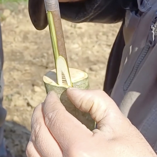 Çanakkale'de 'Aşı Akademisi'
