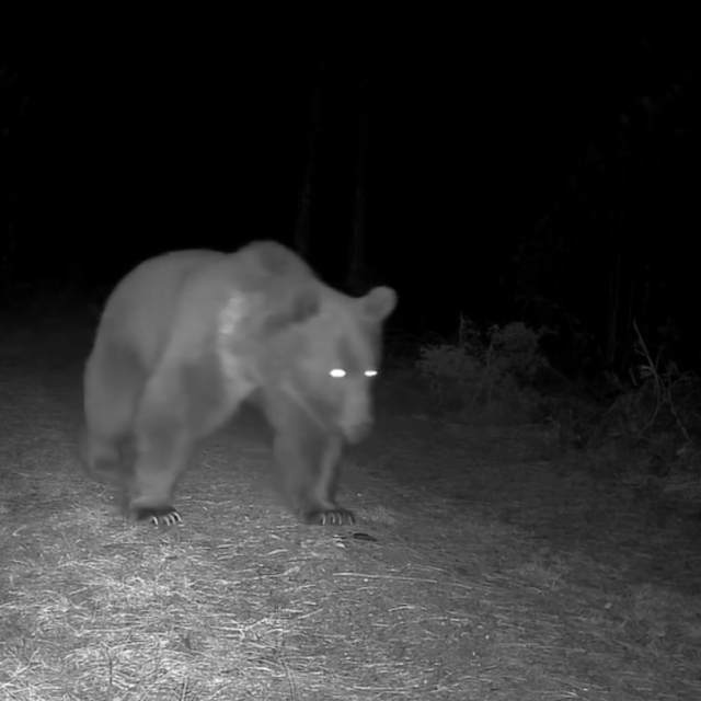 Karabük'te boz ayılar fotokapanla görüntülendi