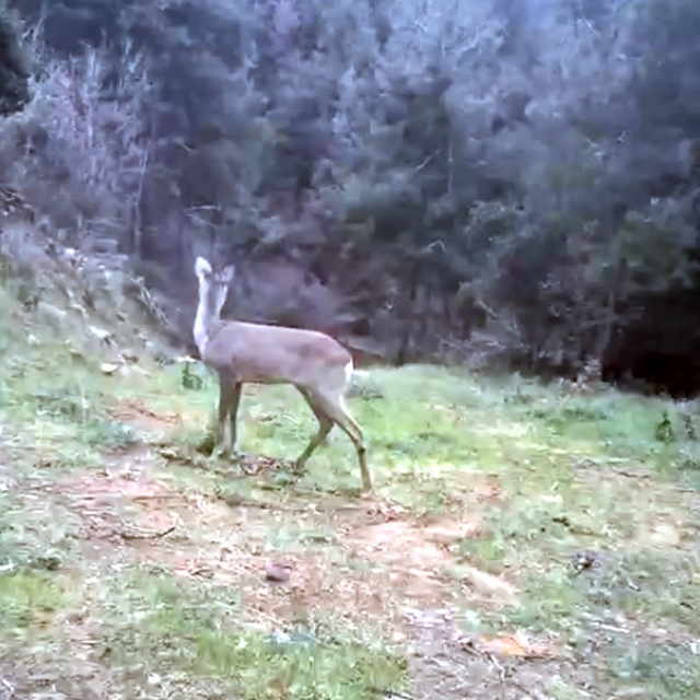 Ganos Dağı'nda karaca ve domuz sürüsü görüntülendi