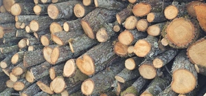 Durdurulan araçta kaçak kesildiği belirlenen 4 ster odun ele geçirildi