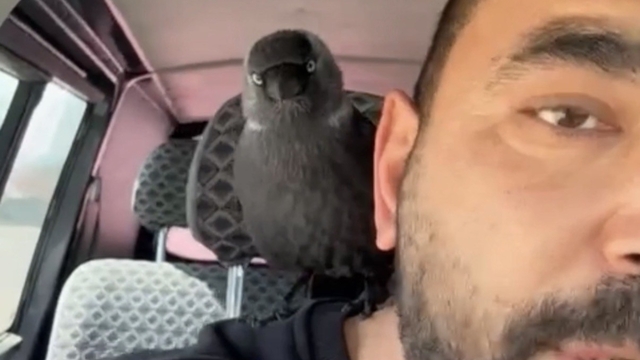 Karga önce sileceğe, sonra sürücünün omzuna kondu
Sileceğe konan karga sürücü ile kilometrelerce yolculuk yaptı