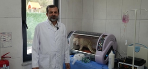 Gürsu'da butik hayvanat bahçesi yeni sakinlerini ağırlıyor