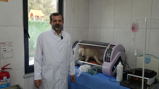 Gürsu'da butik hayvanat bahçesi yeni sakinlerini ağırlıyor