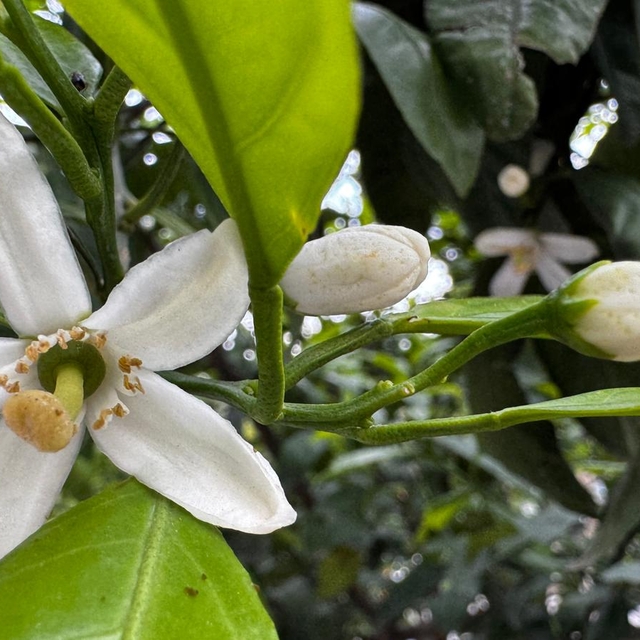 Hatay'da narenciye ağaçları çiçek açtı
