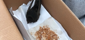 Öğrencilerin bulduğu ebabil kuşu, koruma altına alındı