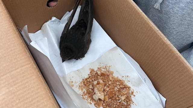 Öğrencilerin bulduğu ebabil kuşu, koruma altına alındı