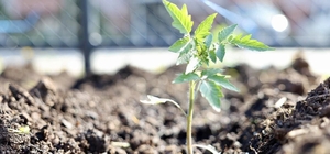 Kendi kompost gübresini üreten belediyeden "ata tohumu" hamlesi Körfez'de üretilecek ata tohumları üreticiye can suyu olacak