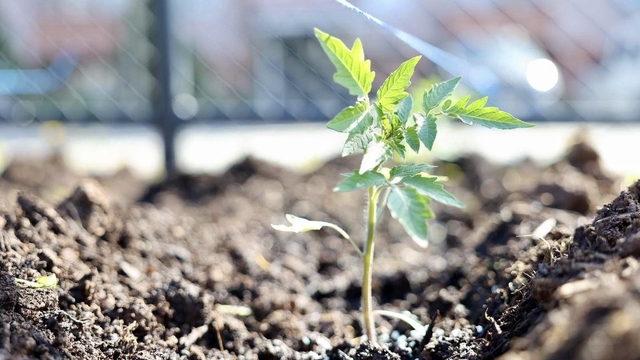 Kendi kompost gübresini üreten belediyeden "ata tohumu" hamlesi
Körfez'de üretilecek ata tohumları üreticiye can suyu olacak