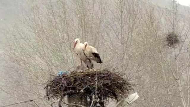 Erken göçen leyleklere kar sürprizi