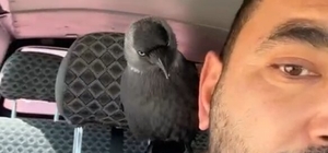 Okşayıp sevdiği karga peşini bırakmadı