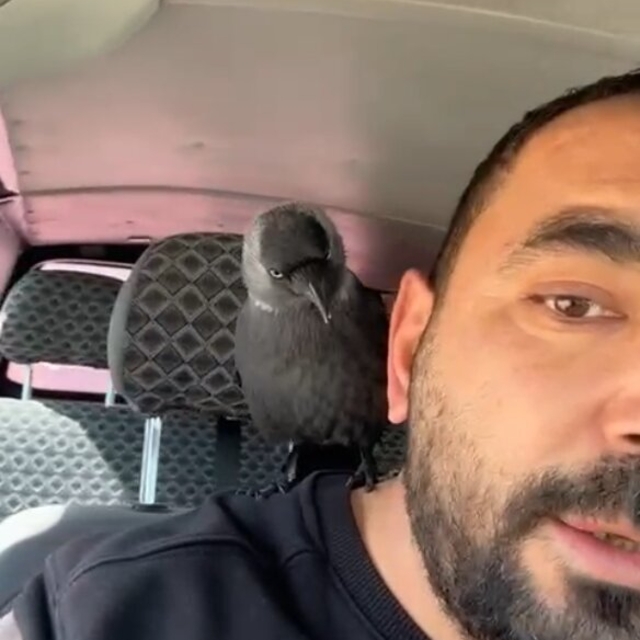 Okşayıp sevdiği karga peşini bırakmadı