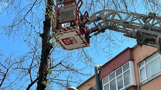 Ordu'da ağaçta mahsur kalan kediyi itfaiye kurtardı