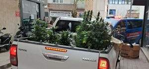 Apartman dairesinde uyuşturucu yetiştiren şüpheli yakalandı