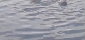 Zonguldak’ta su samuru ailesi görüntülendi