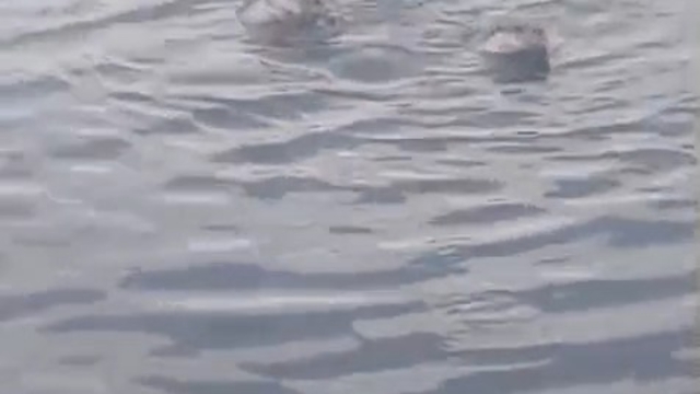 Zonguldak'ta su samuru ailesi görüntülendi