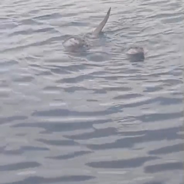 Zonguldak'ta su samuru ailesi görüntülendi