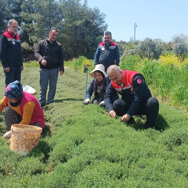 Altınözü'nde zahter hasadı başladı
