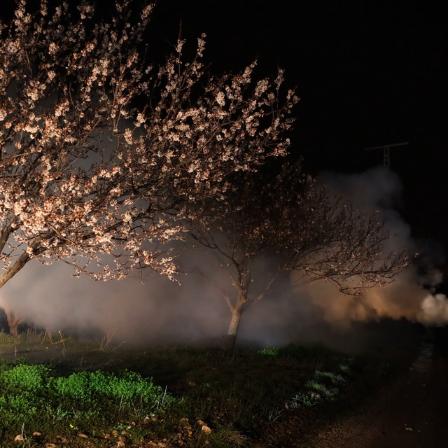 Kayısı üreticileri olası zirai don nöbetinde