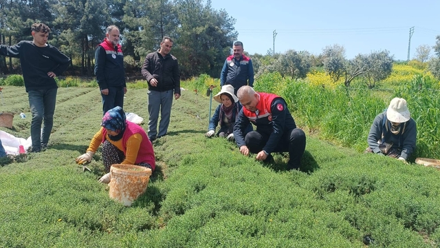 Altınözü'nde zahter hasadı başladı