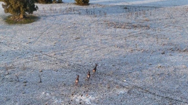 Karla kaplı dağlarda koşuşturan geyikler dronla böyle kaydedildi