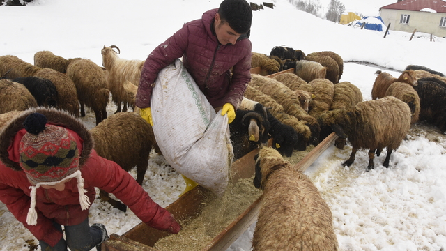 Bitlis'te nisan karı, besicileri zor durumda bıraktı