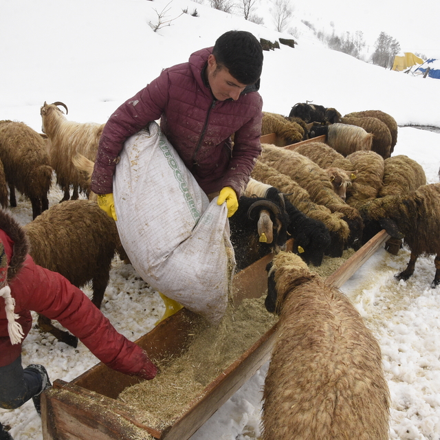 Bitlis'te nisan karı, besicileri zor durumda bıraktı