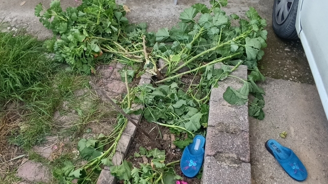 Antalya'da küçük çocuk ikinci kattan düştü, olayı kırıklarla atlattı
Beton zeminin arasındaki çiçeklerin bulunduğu toprak zemine düştü hayatta kaldı