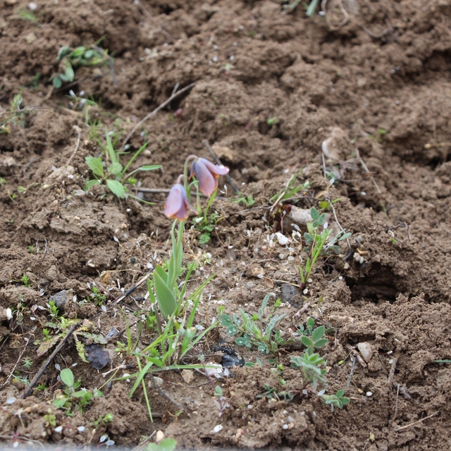 Gediz MYO kampüsünde sürpriz 'Ters Lale'