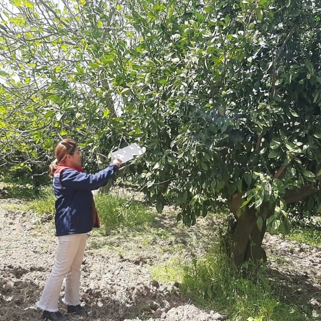 Tarım arazilerinde hastalık ve zararlı mesaisi