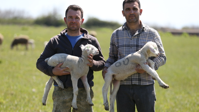 Balıkesirli iki kardeş, dönüş yaptıkları memleketlerinde ata mesleği koyunculuğu sürdürüyor