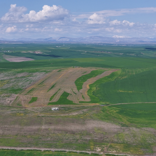 Jandarma eşliğinde ektiği 250 dönüm tarla iddiaya göre akrabaları tarafında...