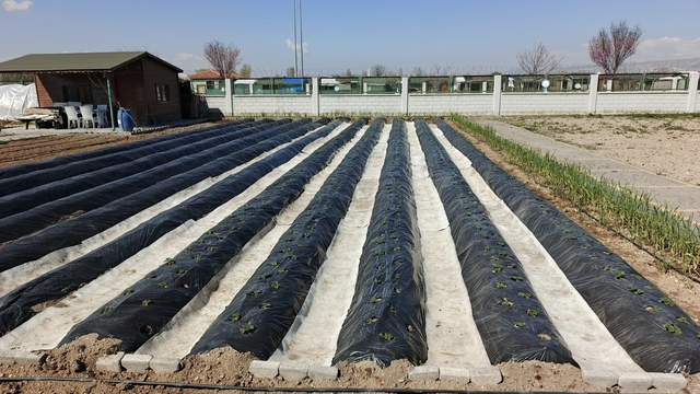 Büyükşehirin Doğal Ürünler Bahçesi ve Pazarı'nda yeni sezon hazırlığı