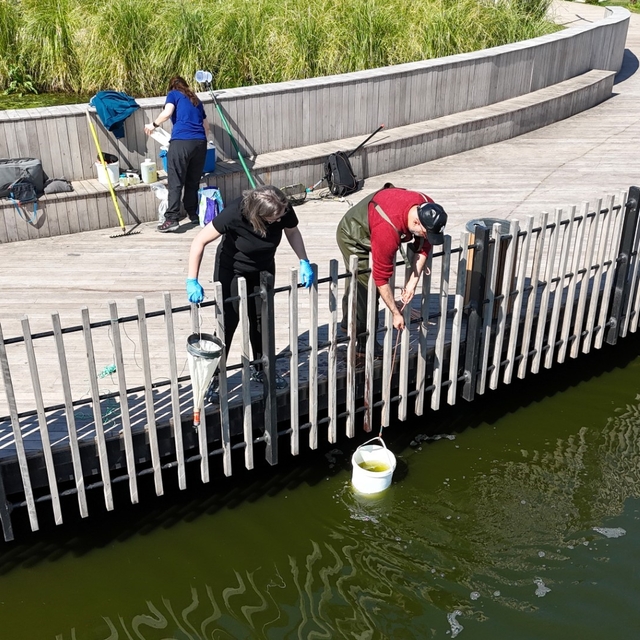 İzmit Millet Bahçesi göletinde bilimsel iyileştirme çalışması başladı