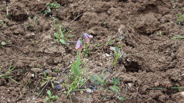 Gediz MYO kampüsünde sürpriz 'Ters Lale'