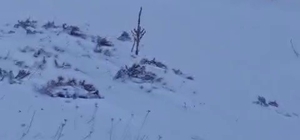 Sürüye saldıran kurt kangal köpeği tarafından engellendi